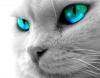 Avatar de Sabitzel