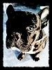 Avatar de rottedtotem