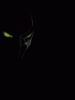 Avatar de MERLINELHACKERDEHIELO