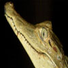 Avatar de pijurdete