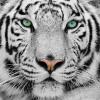 Avatar de pabthor