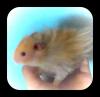 Avatar de Dekapitex