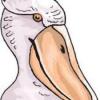 Avatar de SonrisaPelicana