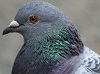 Avatar de Just_a_pigeon