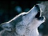 Avatar de lobo120050