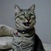 Avatar de jamalaja