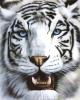 Avatar de rrexup