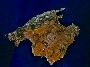 Avatar de rafamallorca