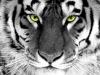 Avatar de leumas10